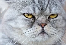 Gatos: curiosidades y beneficios de tener un felino en casa