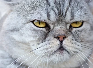 Gatos: curiosidades y beneficios de tener un felino en casa