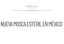México planea producir nueva mosca estéril contra barrenador
