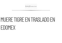 Muere tigre de bengala tras ser capturado en Edomex