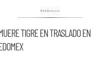 Muere tigre de bengala tras ser capturado en Edomex