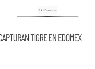 Capturan tigre de bengala tras cinco días de búsqueda en Edomex