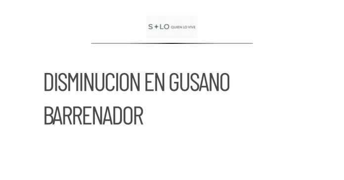 Tamaulipas reporta disminución en casos de gusano barrenador
